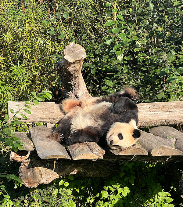 DIS Blog, learning differently